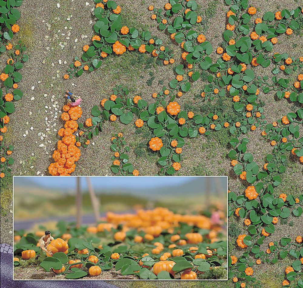 Busch Pumpkin Field 1201